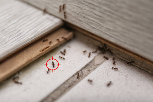  Ogdensburg, NY Pest Control Pros