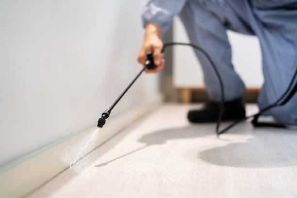 Flea Control Services in Ogdensburg, NY