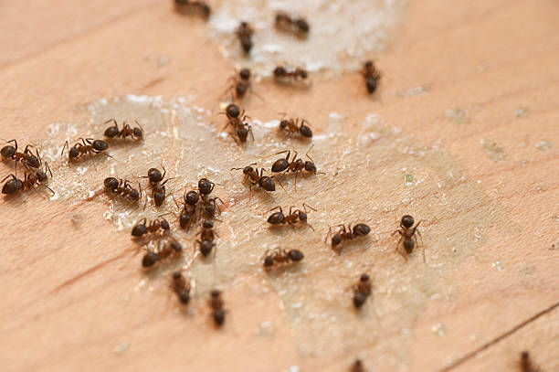 Best Pest Control Near Me  in Ogdensburg, NY