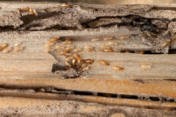 Best Best Pest Control Companies  in Ogdensburg, NY